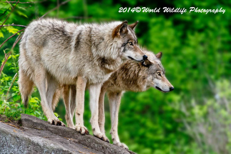 timberwolf