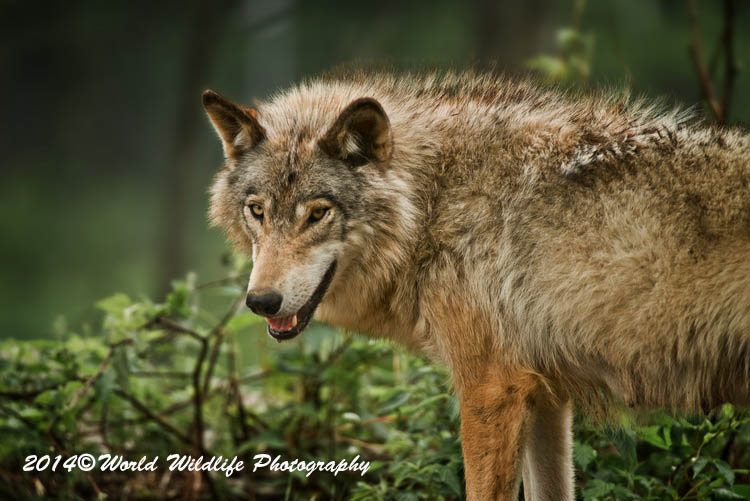 timberwolf