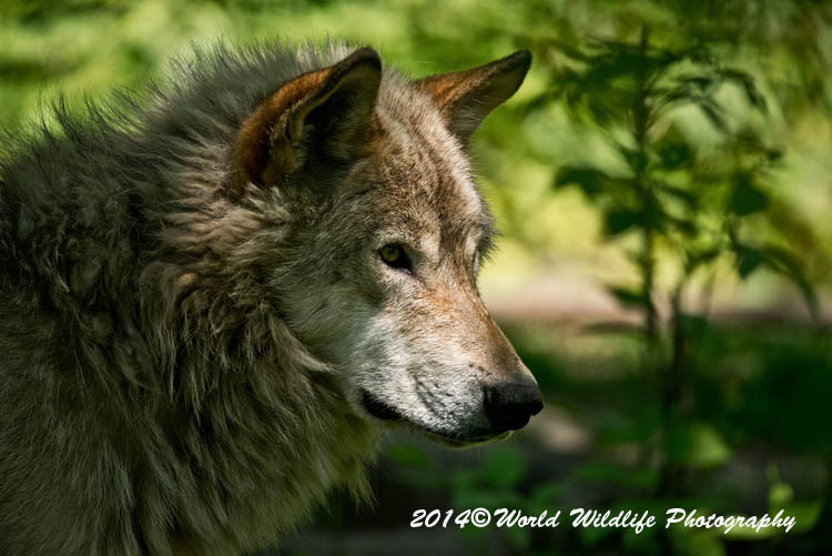 timberwolf