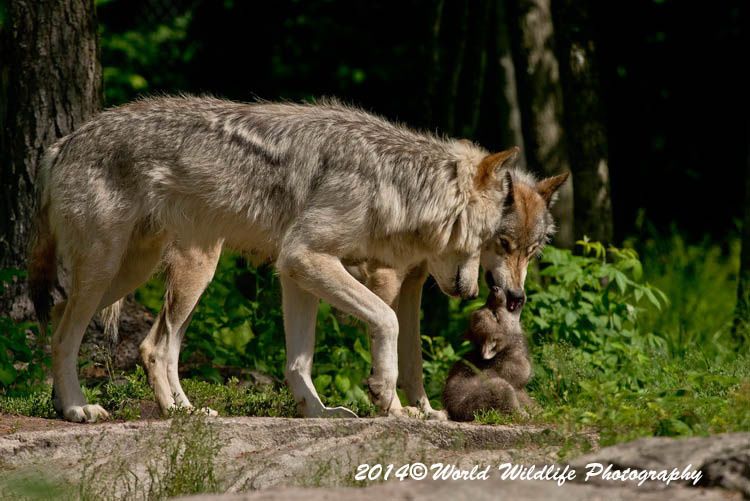 timberwolf