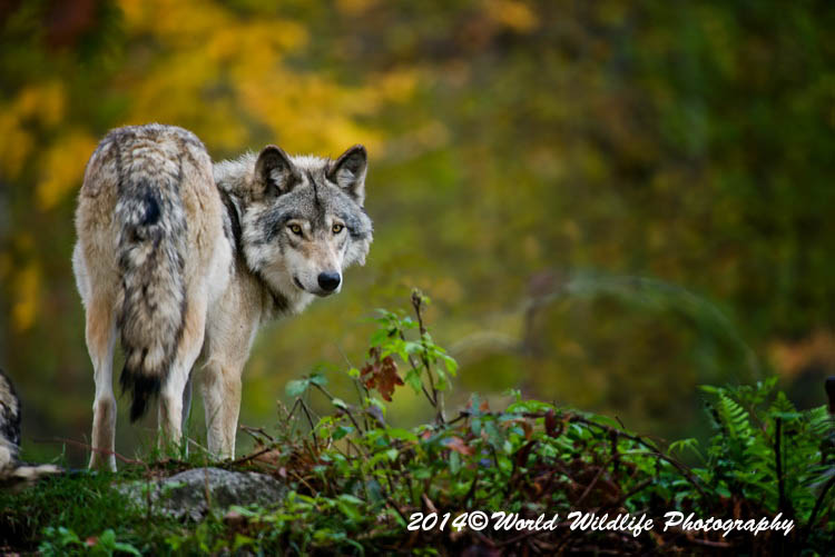 timberwolf
