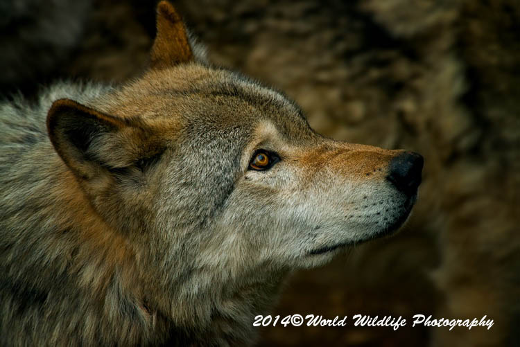 timberwolf