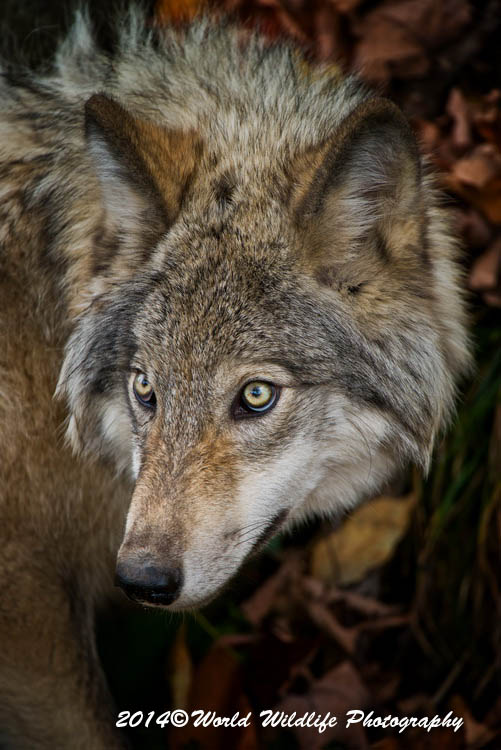 timberwolf