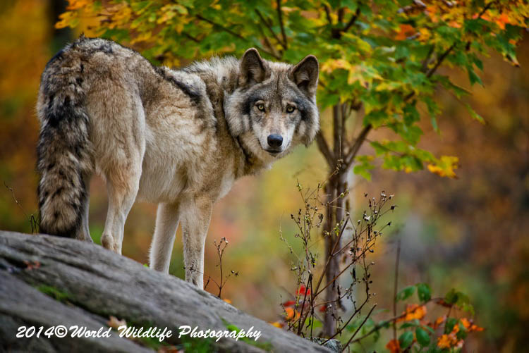 timberwolf