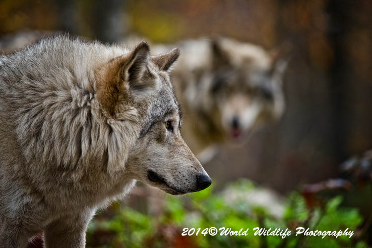 timberwolf