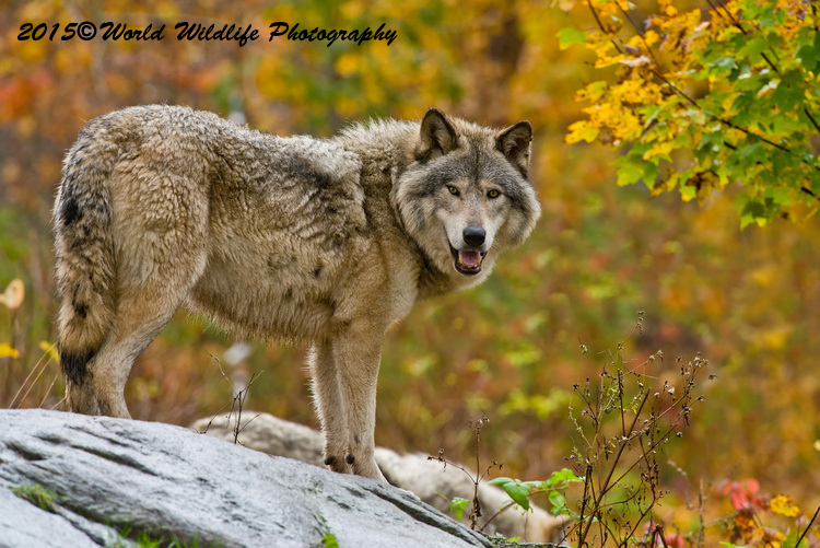 timberwolf