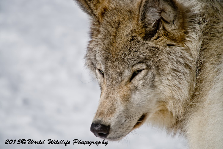 timberwolf