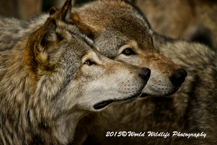 timberwolf
