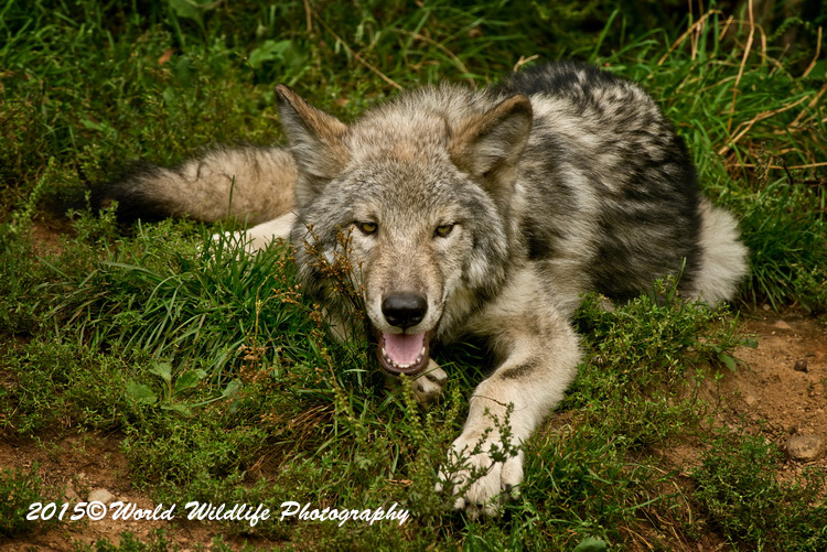 timberwolf