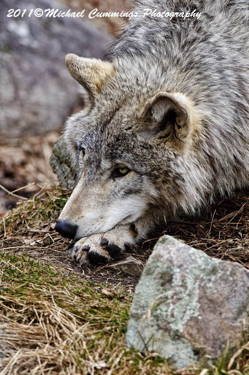 timberwolf