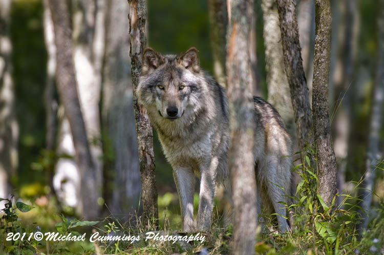 timberwolf