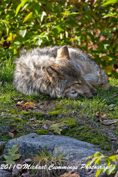 timberwolf