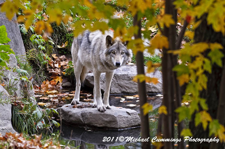 timberwolf