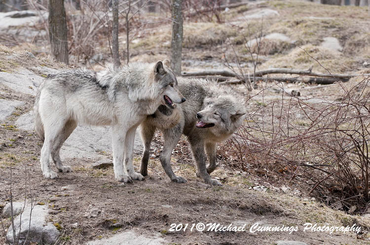 timberwolf