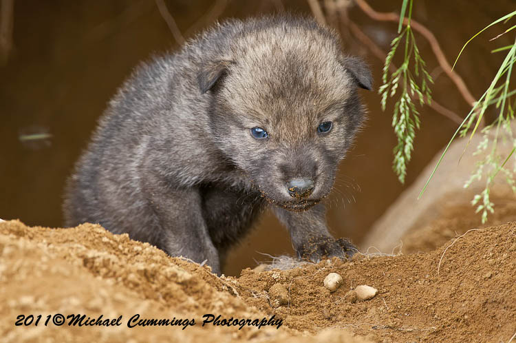 timberwolf