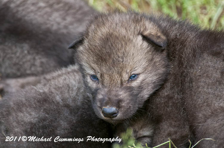 timberwolf