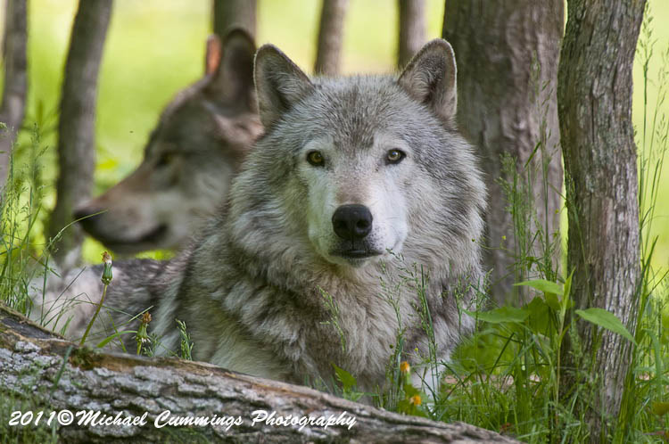 timberwolf