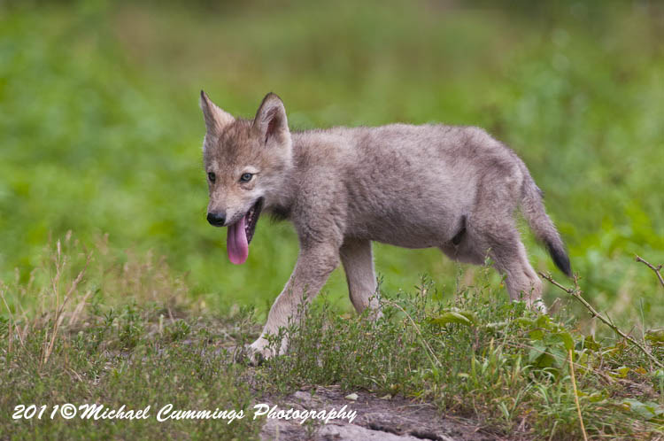timberwolf