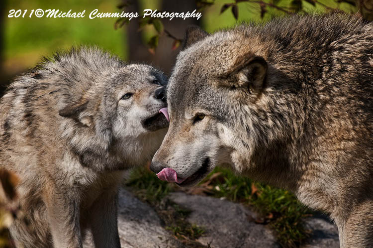 timberwolf