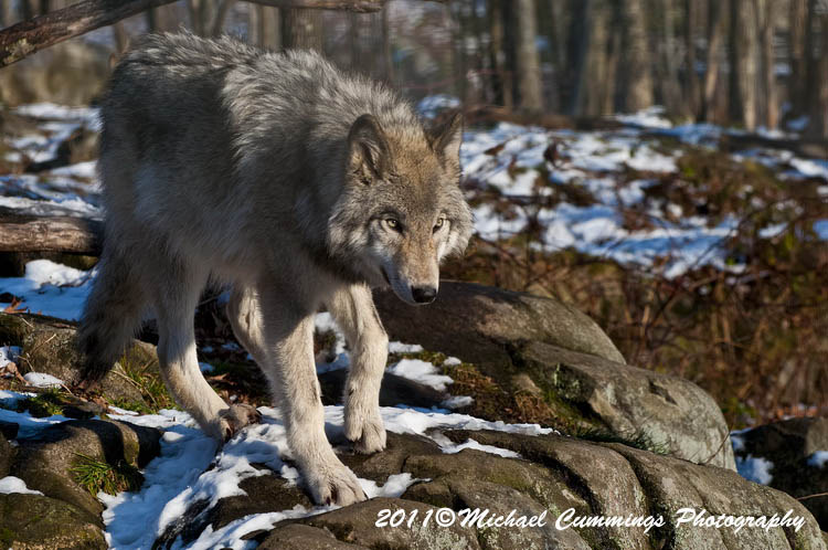 timberwolf