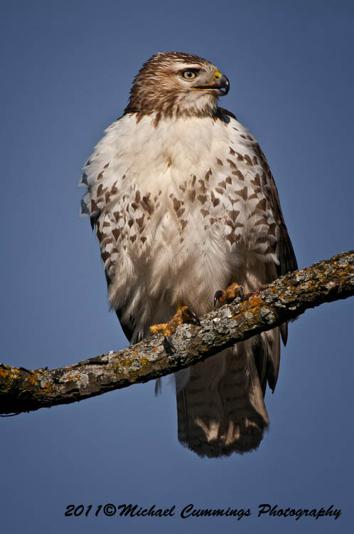 redtailed hawk