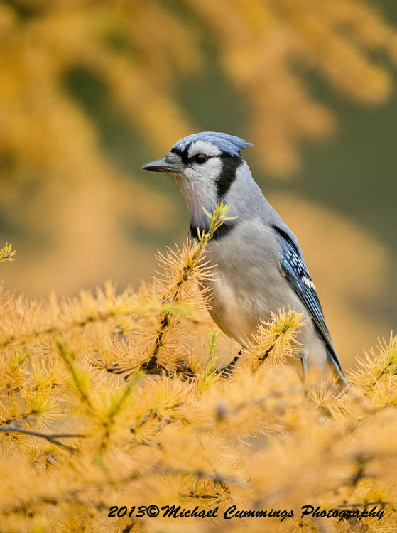 Blue Jay