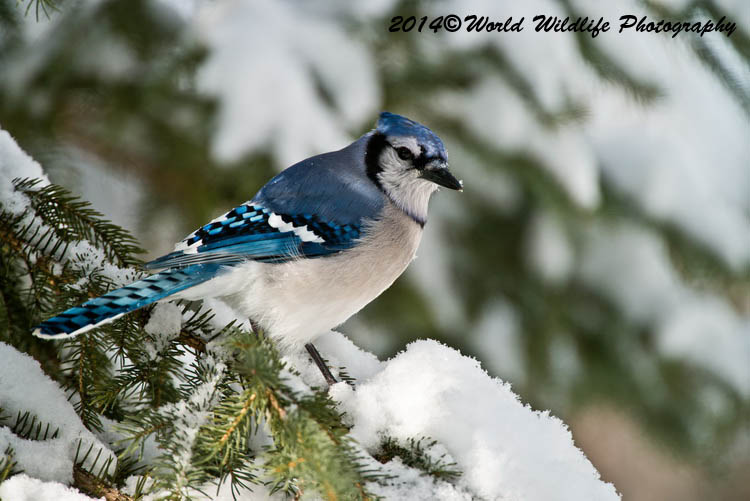 Blue Jay