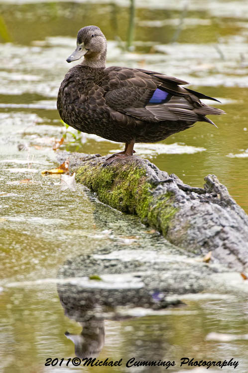 ducks
