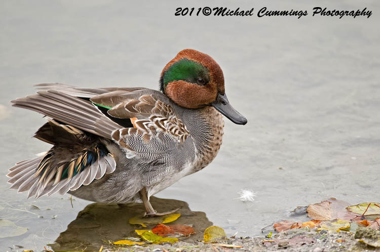 ducks