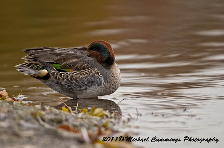 ducks