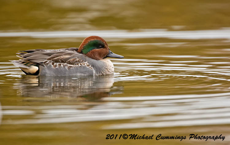 ducks