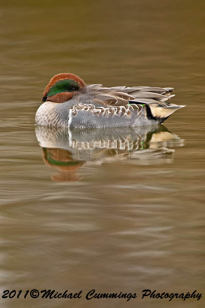 ducks