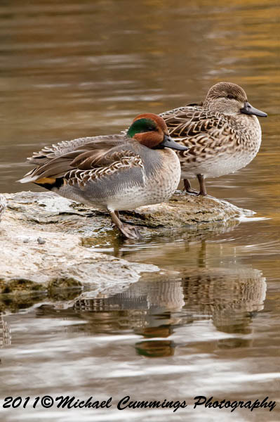 ducks