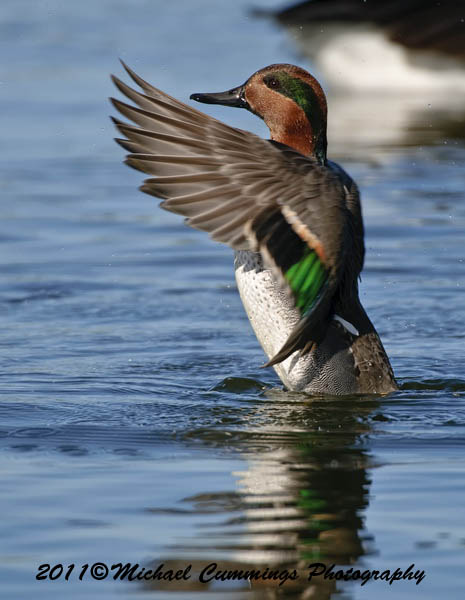 ducks