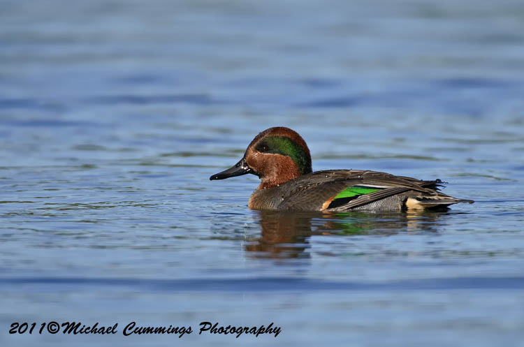 ducks