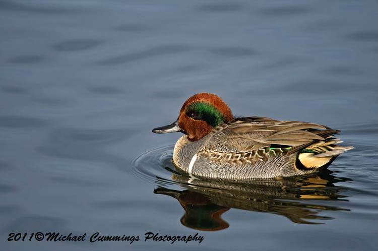 ducks