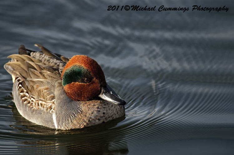 ducks