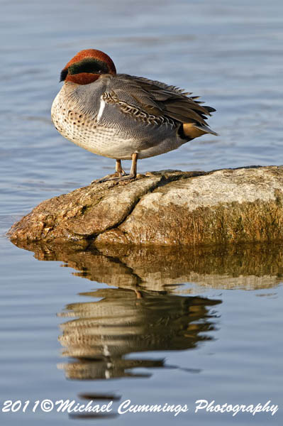 ducks