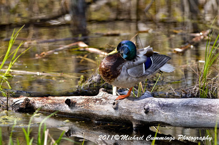 ducks