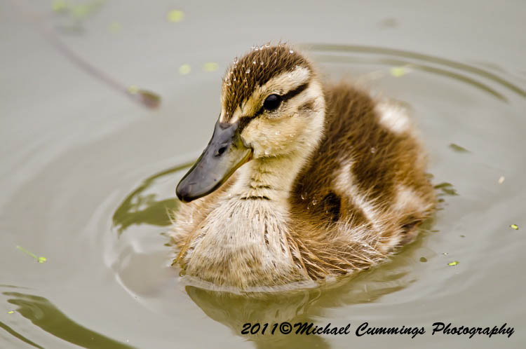ducks
