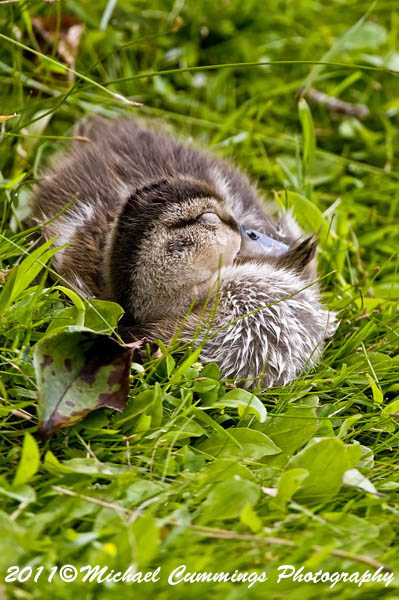ducks
