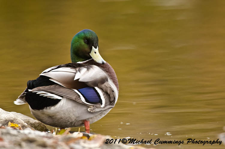 ducks