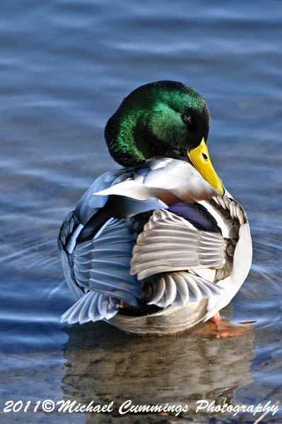 ducks