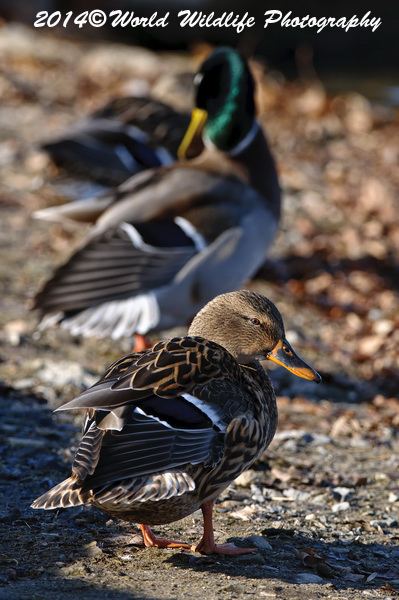 ducks