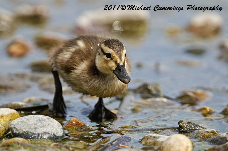 ducks
