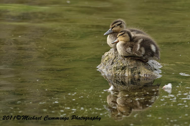 ducks