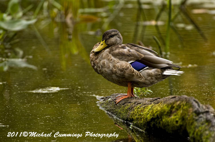 ducks