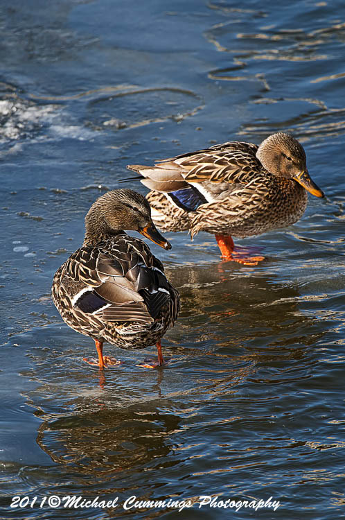 ducks