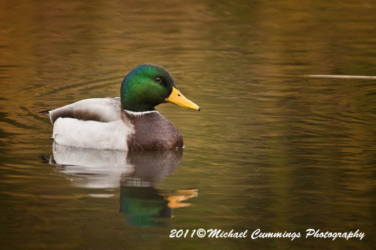 ducks