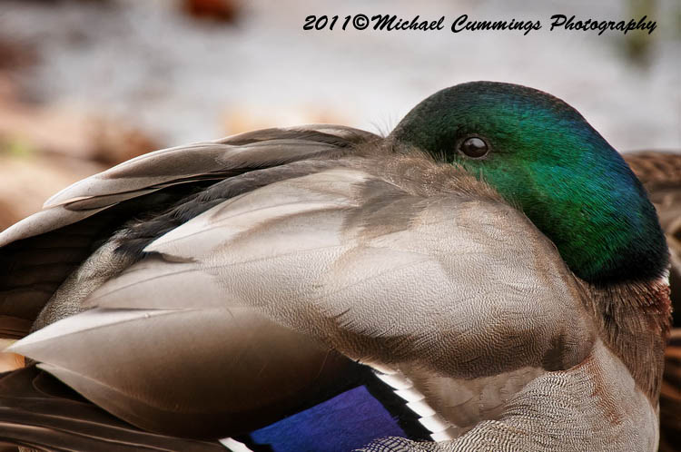 ducks